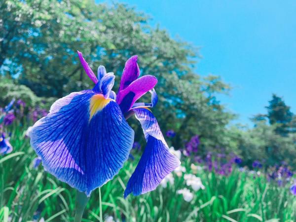 ’19あやめ公園開花情報（6月13日)