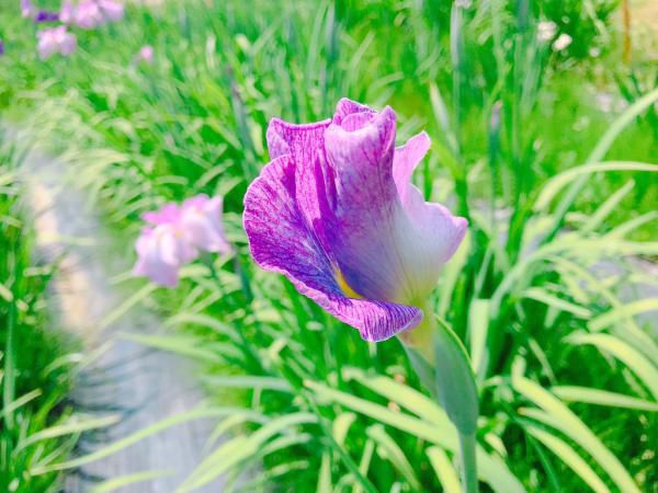 ’19あやめ公園開花情報（6月14日)