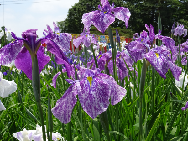 ’19あやめ公園開花情報（6月20日)