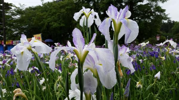 ’19あやめ公園開花情報（6月24日)