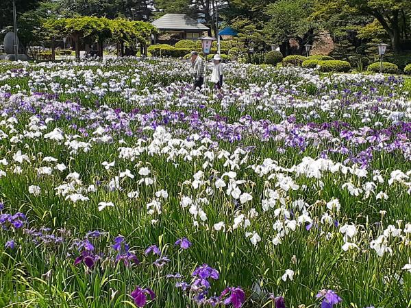 ’19あやめ公園開花情報（7月1日)
