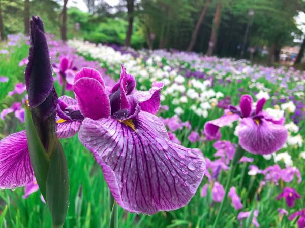 ’19あやめ公園開花情報（6月26日)