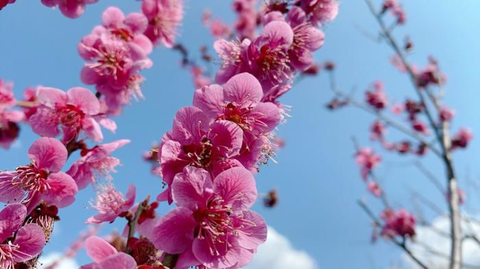 ’21 長井市内の桜開花情報（4月3日)