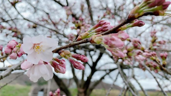 ’21 長井市内の桜開花情報（4月5日)