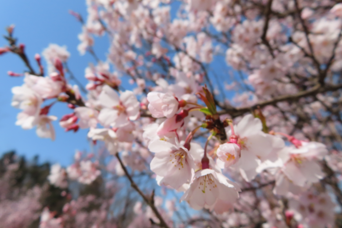 ’21 長井市内の桜開花情報（4月8日)