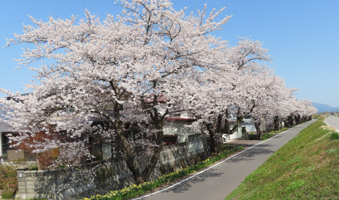 ’21 長井市内の桜開花情報（4月12日)