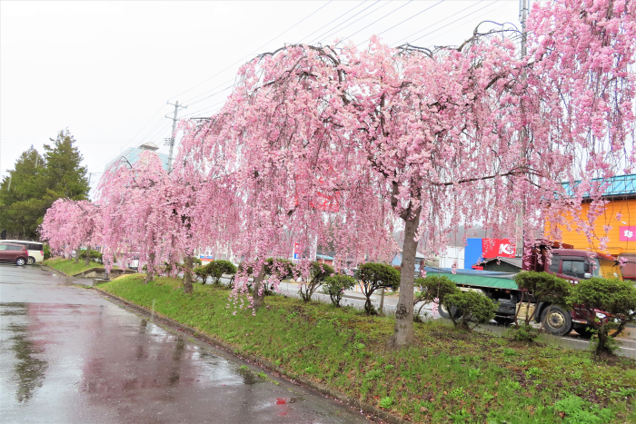 ’21 長井市内の桜開花情報（4月14日)
