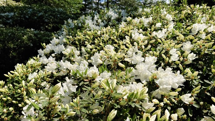 ’21 白つつじ開花情報（5月11日)