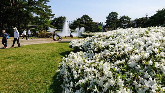 ’21 白つつじ開花情報（5月17日)