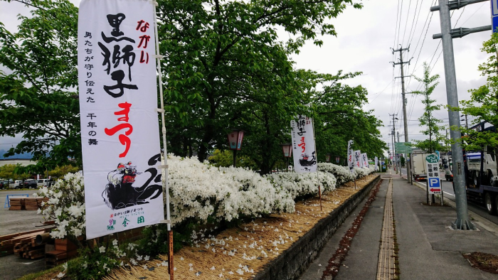 ’21 白つつじ開花情報（5月19日)