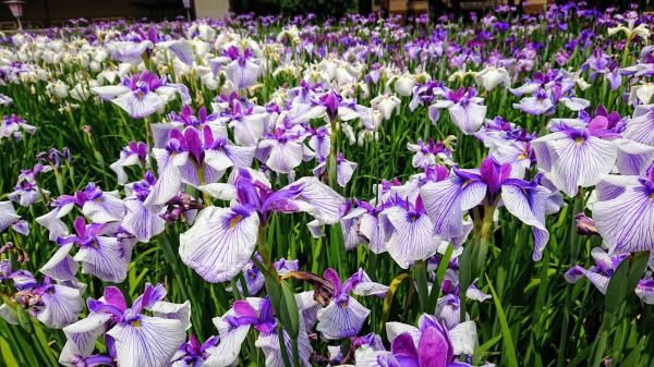 ’21 あやめ開花情報（6月16日)