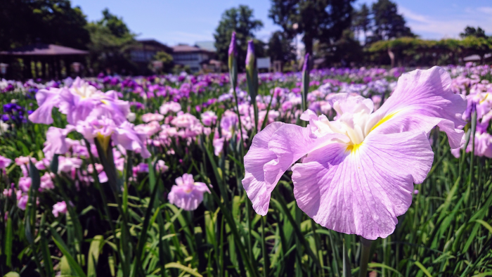 ’21 あやめ開花情報（6月18日)