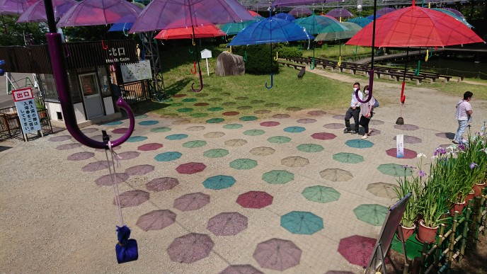’21 あやめ開花情報（6月24日)