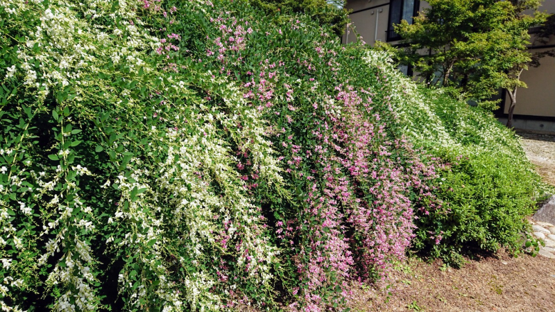’21 はぎ公園の開花状況（9月10日）