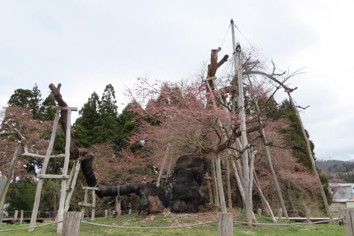 ’22 長井市内の桜開花情報（4月14日)