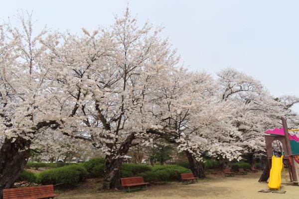 ’22 長井市内の桜開花情報（4月18日)