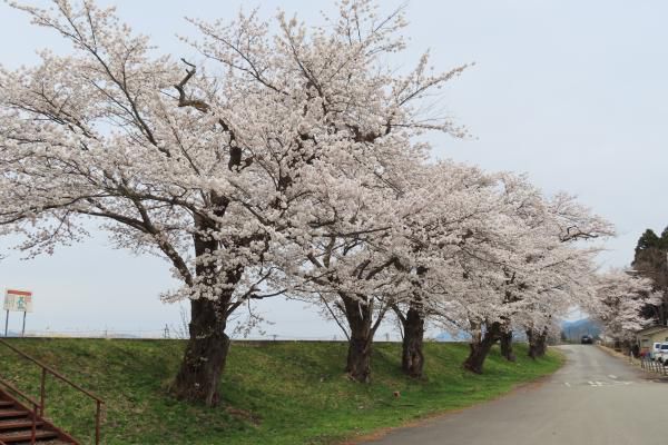’22 長井市内の桜開花情報（4月19日)