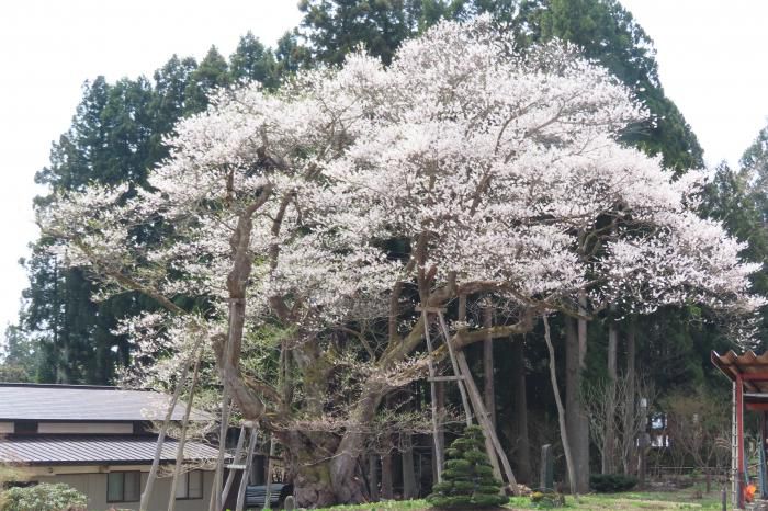 ’22 長井市内の桜開花情報（4月21日)