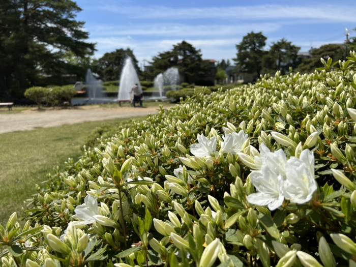 '22 白つつじ開花情報(5月11日)