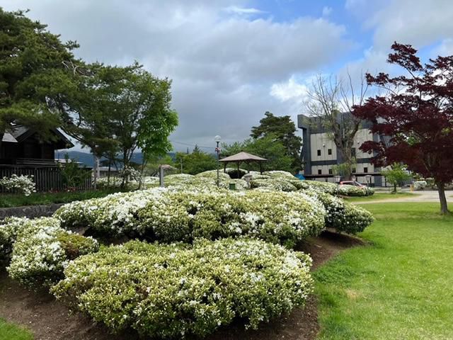 '22 白つつじ開花情報(5月14日)