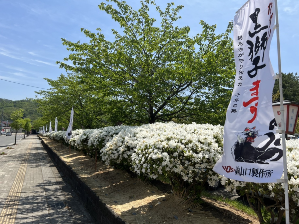 '22　白つつじ開花情報(5月19日)