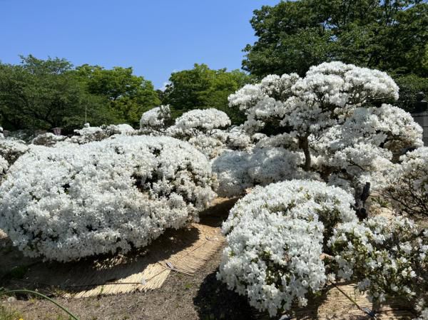 ’22 白つつじ開花情報（5月24日)