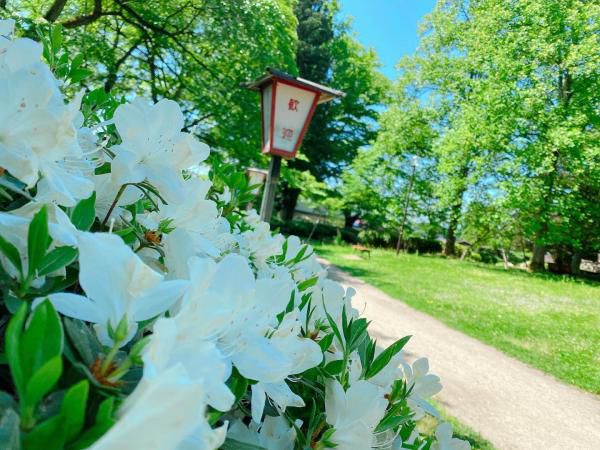 ’22 白つつじ開花情報（5月25日)