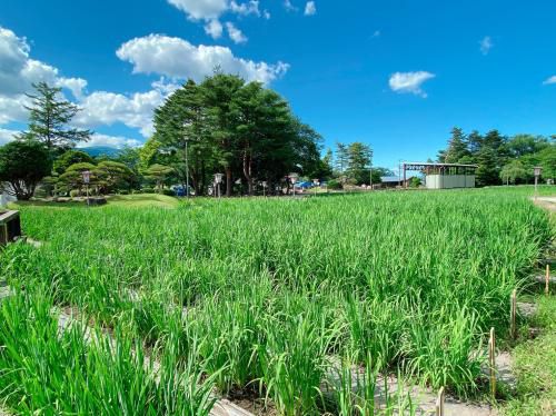 ’22 あやめ開花情報（6月13日)