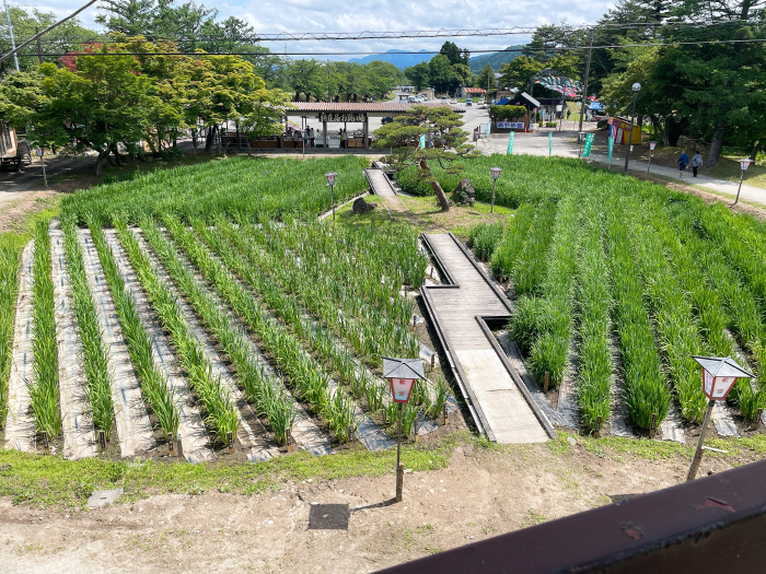 '22 あやめ開花情報（6月14日）
