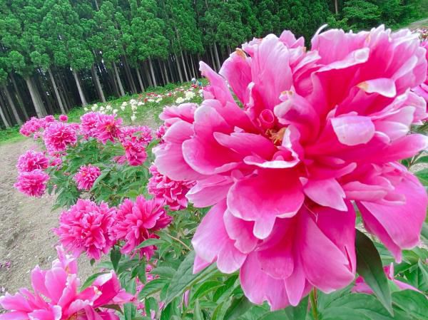 【ピオニーの森 しゃくやく公園が見頃を迎えております】