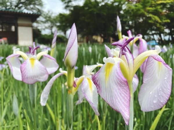 ’22 あやめ開花情報（6月17日)