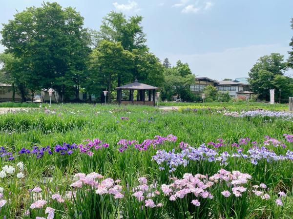 ’22 あやめ開花情報（6月20日)