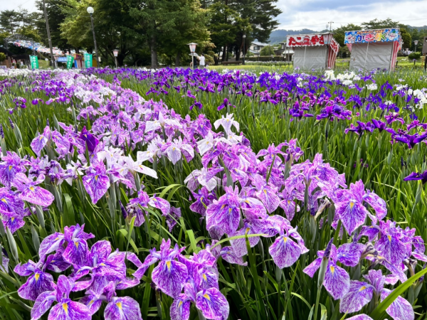 '22 あやめ開花情報 （6月23日）