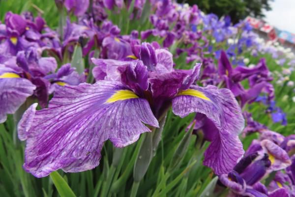 ’22 あやめ開花情報（6月27日)