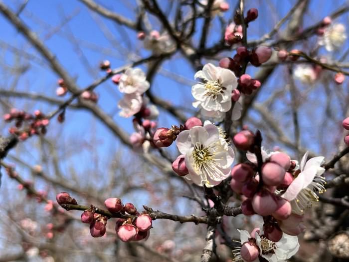 2023年　梅林 開花情報　(3月22日)
