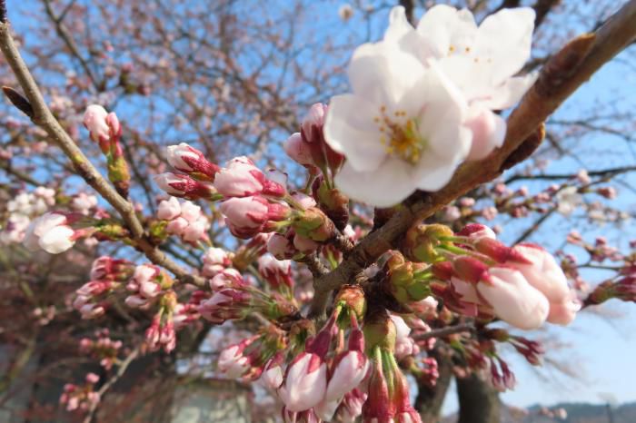 ’23 長井市内の桜開花情報（4月4日)