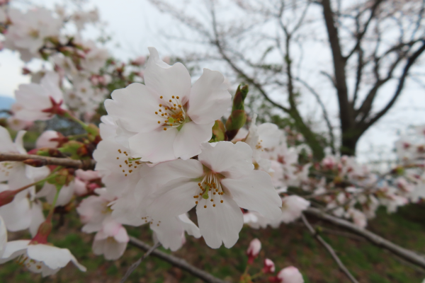 ’23 長井市内の桜開花情報（4月7日)
