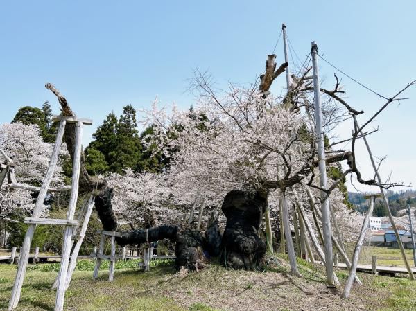 ’23 長井市内の桜開花情報（4月12日)