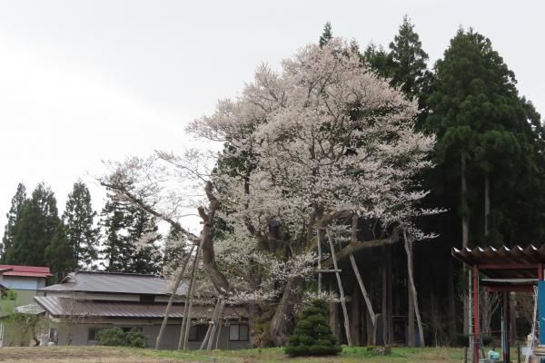 ’23 長井市内の桜開花情報（4月14日)
