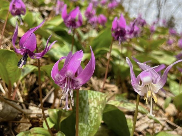 古代の丘「カタクリの花」見頃を迎えております