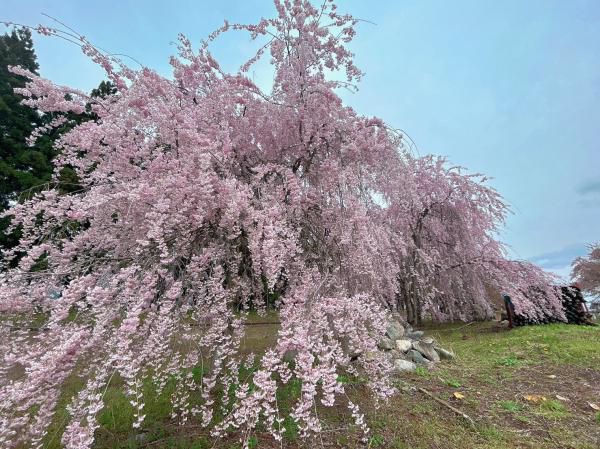’23 長井市内の桜開花情報（4月18日)