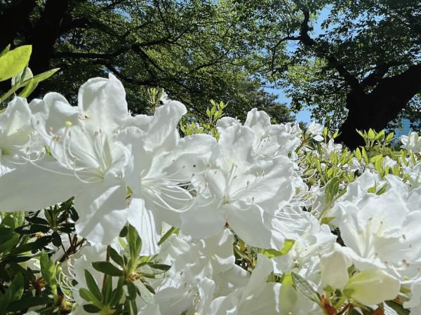 '23 白つつじ開花情報(5月11日)