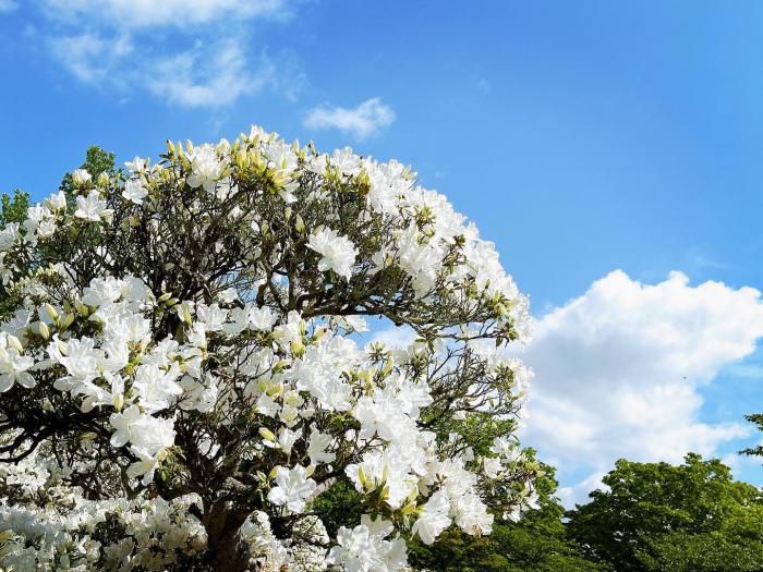 '23 白つつじ開花情報(5月16日)