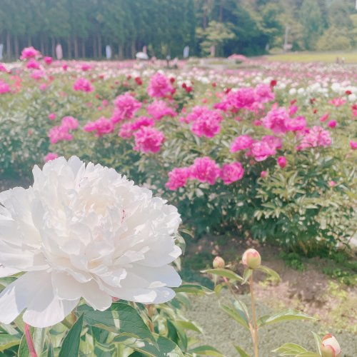ながいピオニーの森　開花情報
