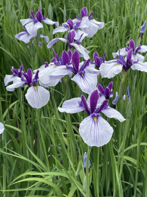 '23 あやめ開花情報(6月14日)