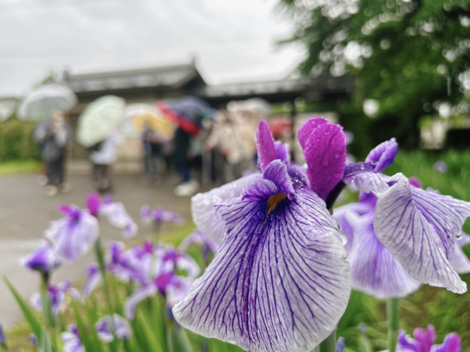 '23 あやめ開花情報(6月16日)