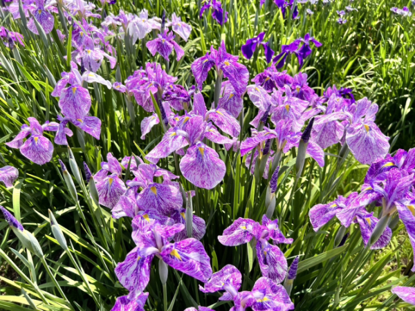 '23 あやめ開花情報(6月19日)