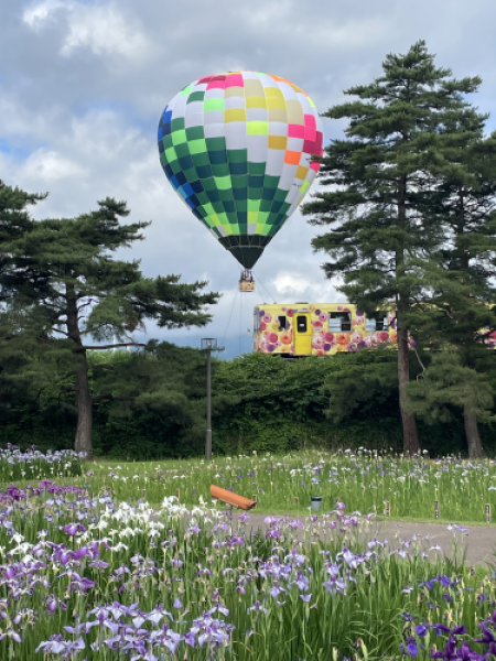 '23 あやめ開花情報(6月27日)