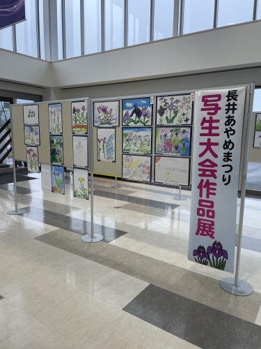 あやめ写生大会　作品展示(6月30日～7月9日)