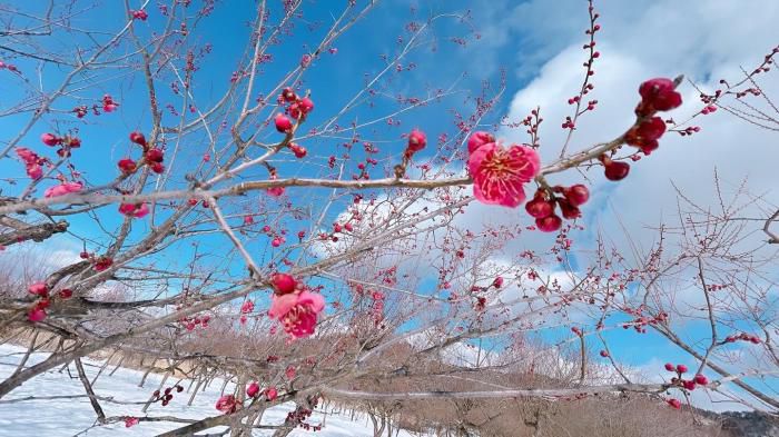 ’24 梅林 開花情報（3月7日)